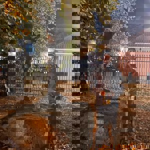 Krigens skjebner av Ross Kolby