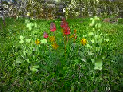 Forbundskontorets Påskeinfo