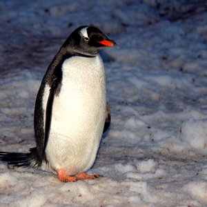 Pingvin.JPG